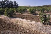 avocado berms